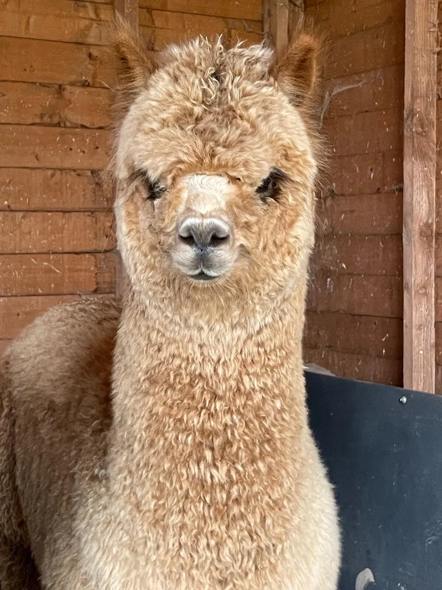 Alpacas - Image 2