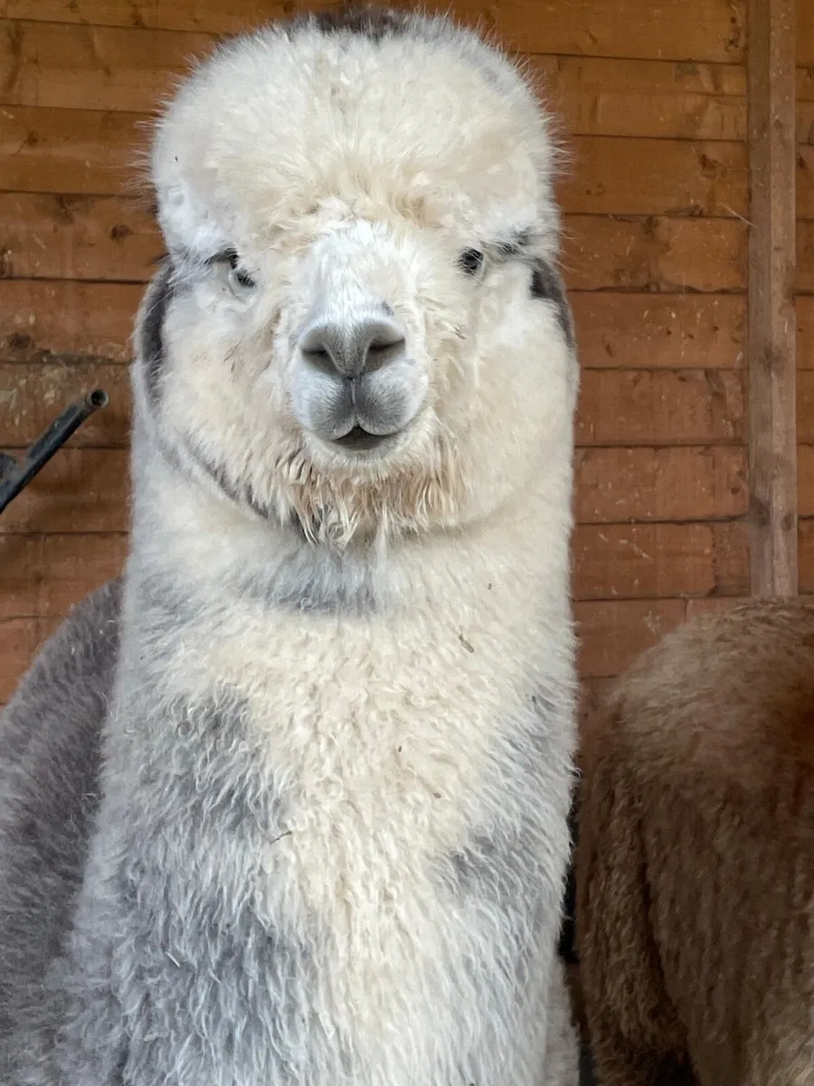 Alpacas - Image 3
