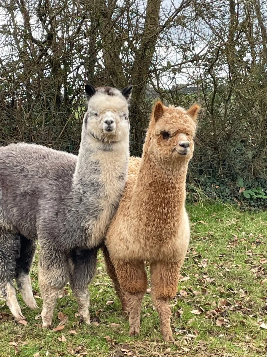 Alpacas - Image 1
