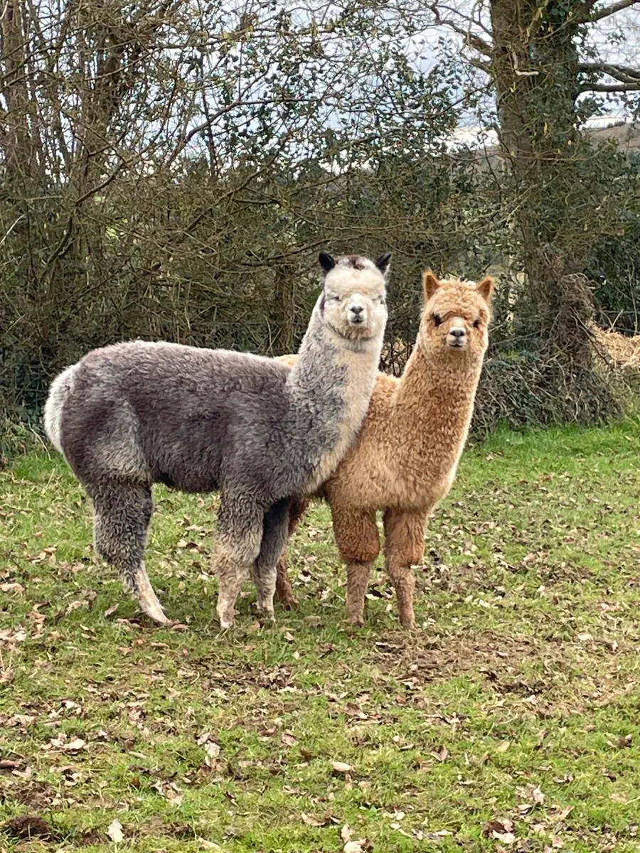 Alpacas - Image 4