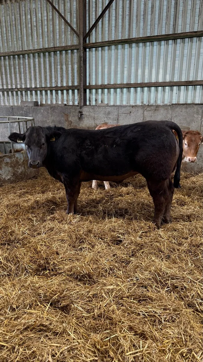 2 breeding heifers - Image 1