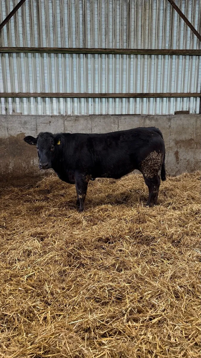 2 breeding heifers - Image 2