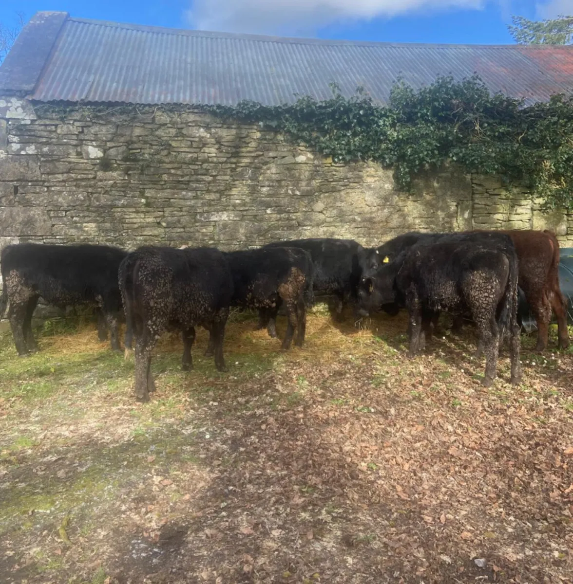 Nine 320/350kg angus and Hereford bull weanlings - Image 4