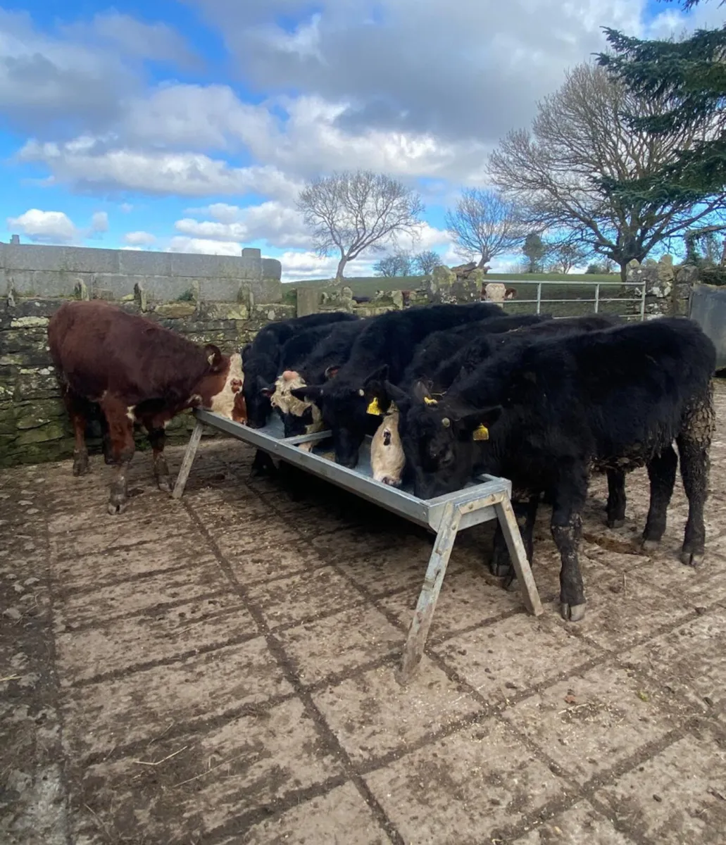 Nine 320/350kg angus and Hereford bull weanlings - Image 1