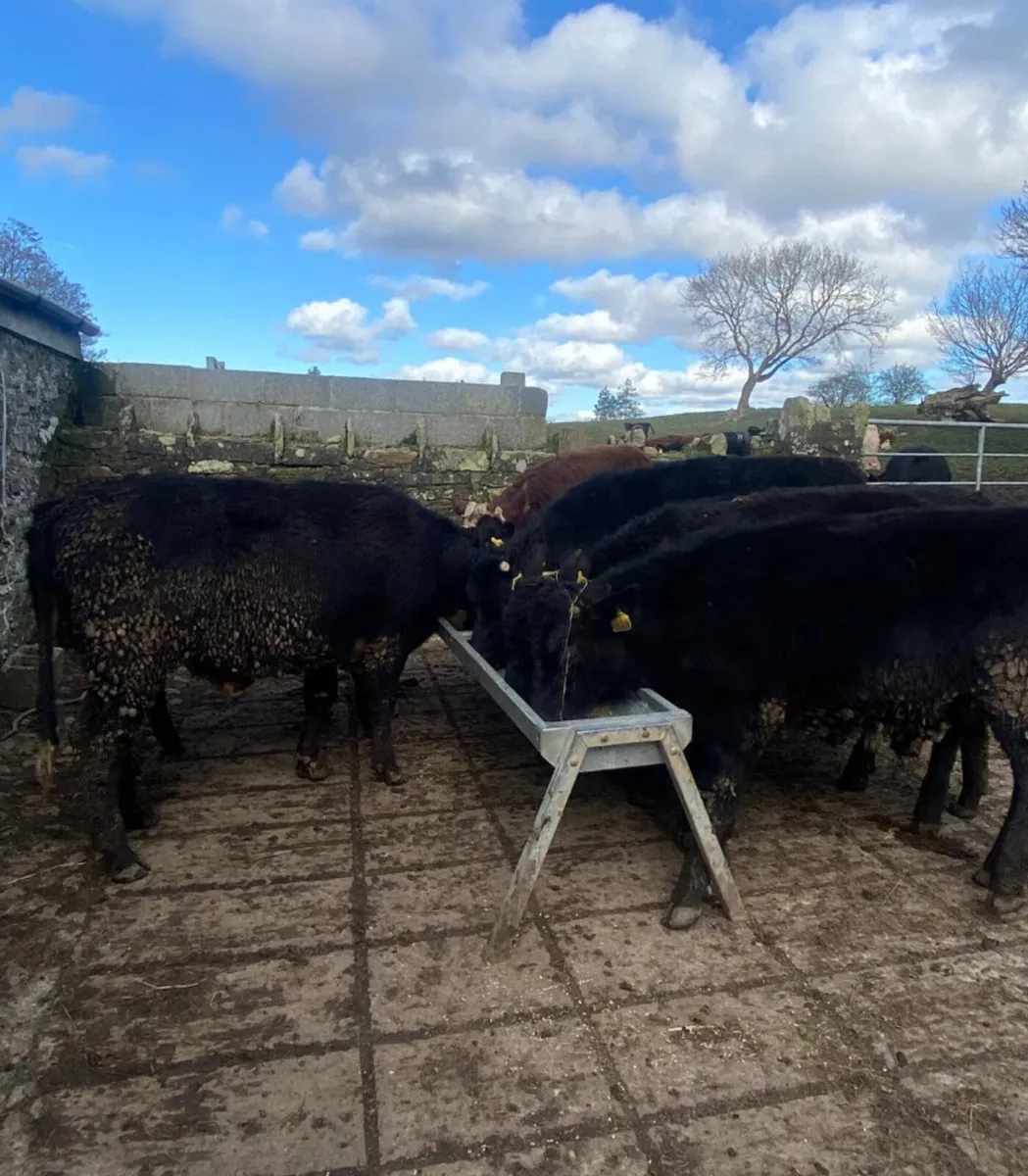 Nine 320/350kg angus and Hereford bull weanlings - Image 2