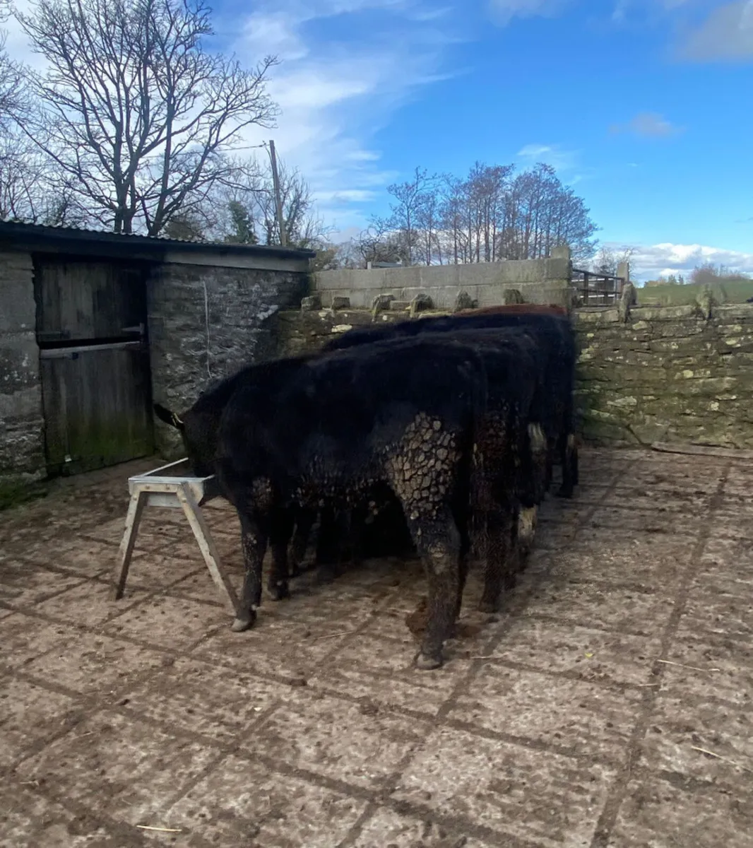 Nine 320/350kg angus and Hereford bull weanlings - Image 3