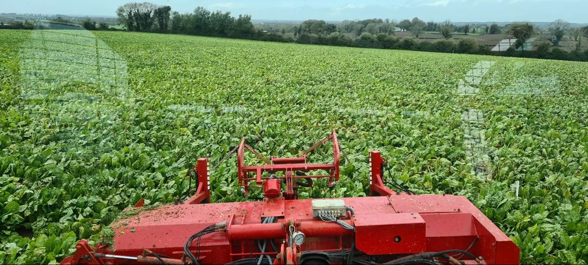 Washed Beet - Freshly Pulled - Image 4