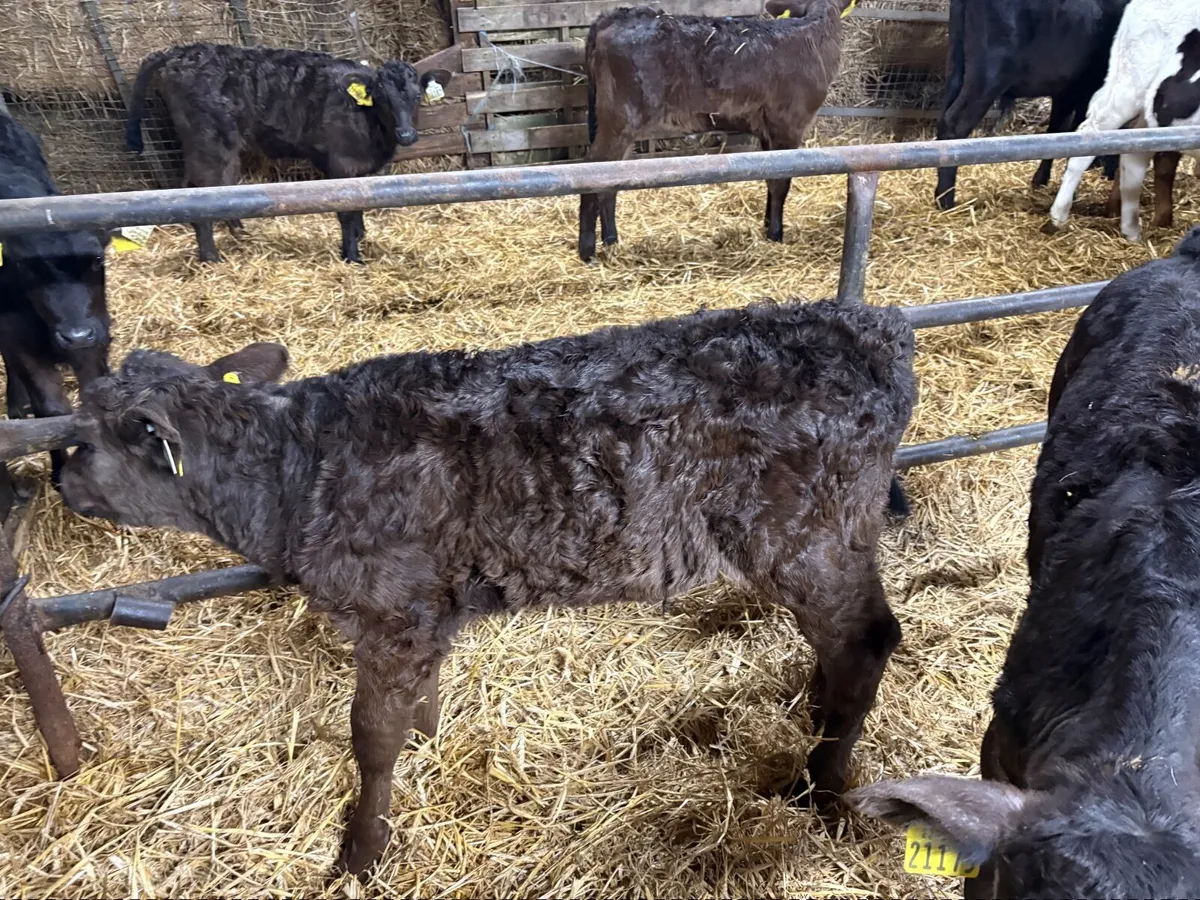 Limousin Angus Calves – Ready for Grass - Image 2