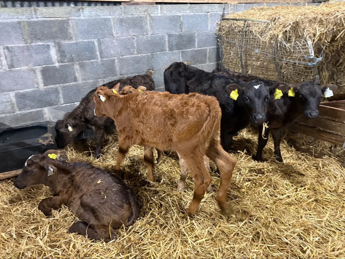 Limousin Angus Calves – Ready for Grass - Image 3