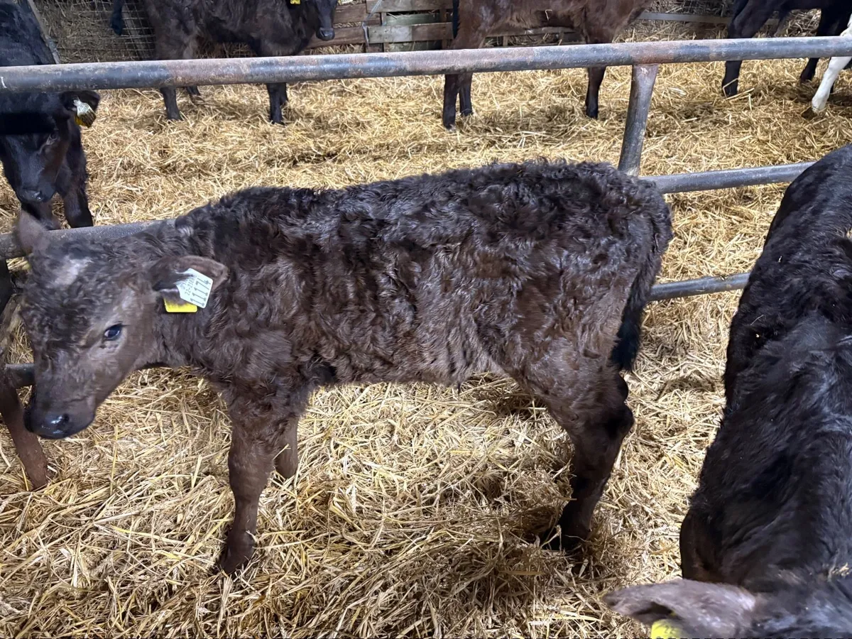 Limousin Angus Calves – Ready for Grass - Image 4