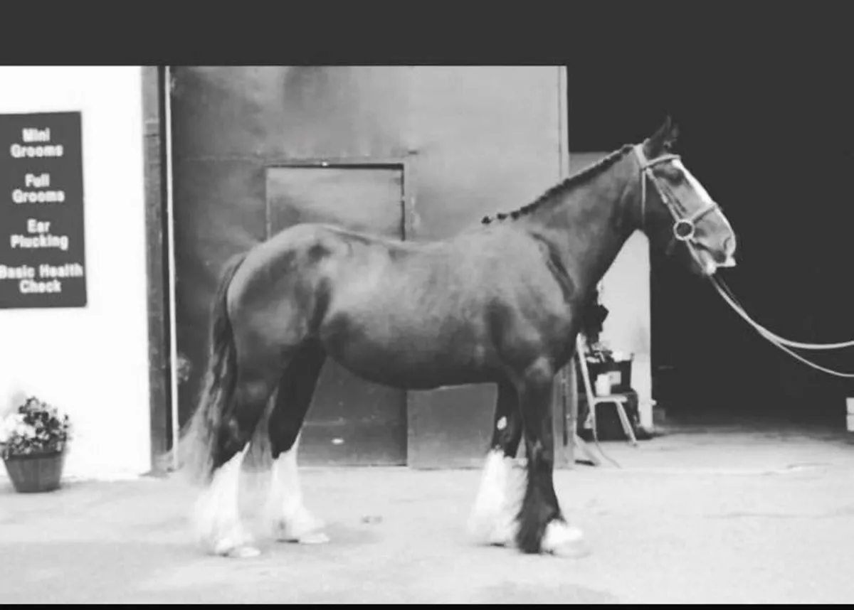 Beautiful Traditional Cob Mare - Image 3