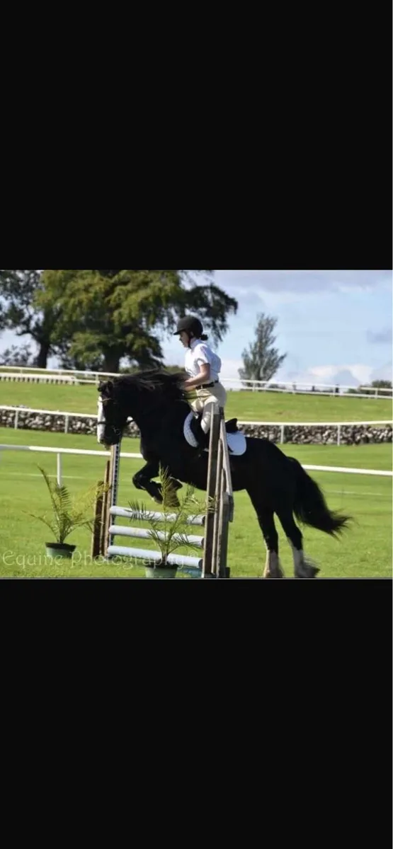 Beautiful Traditional Cob Mare - Image 1