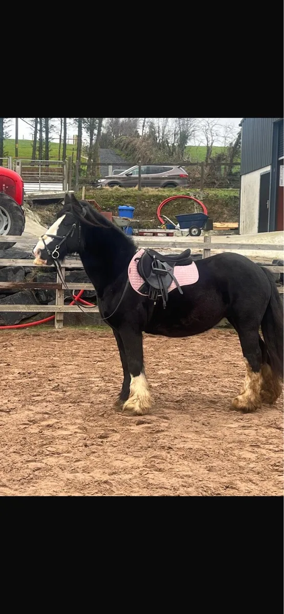 Beautiful Traditional Cob Mare - Image 4
