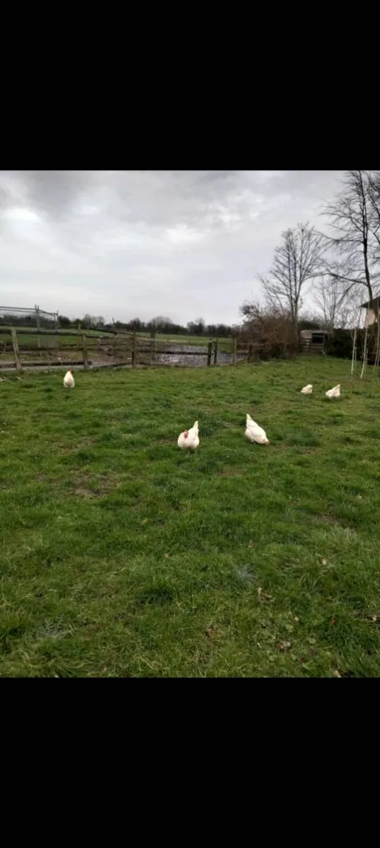 Hatching eggs for sale