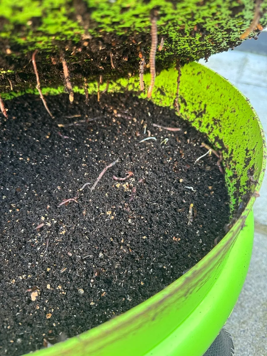 Free Worm Composter - Image 3