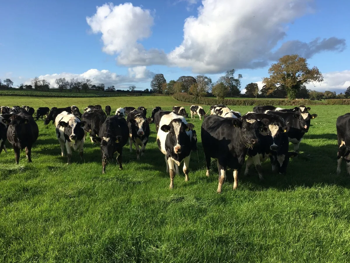 Contract Heifer Rearing - Image 1