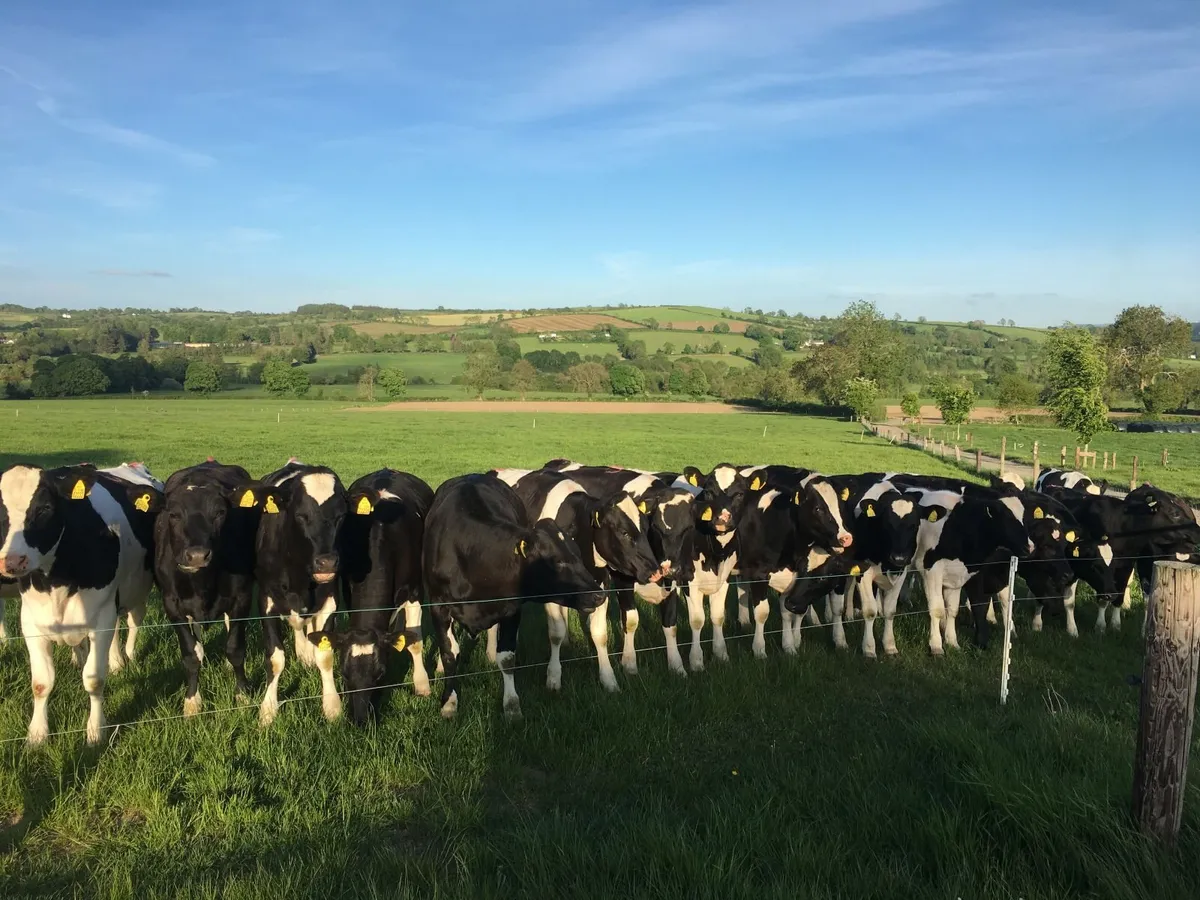 Contract Heifer Rearing - Image 2