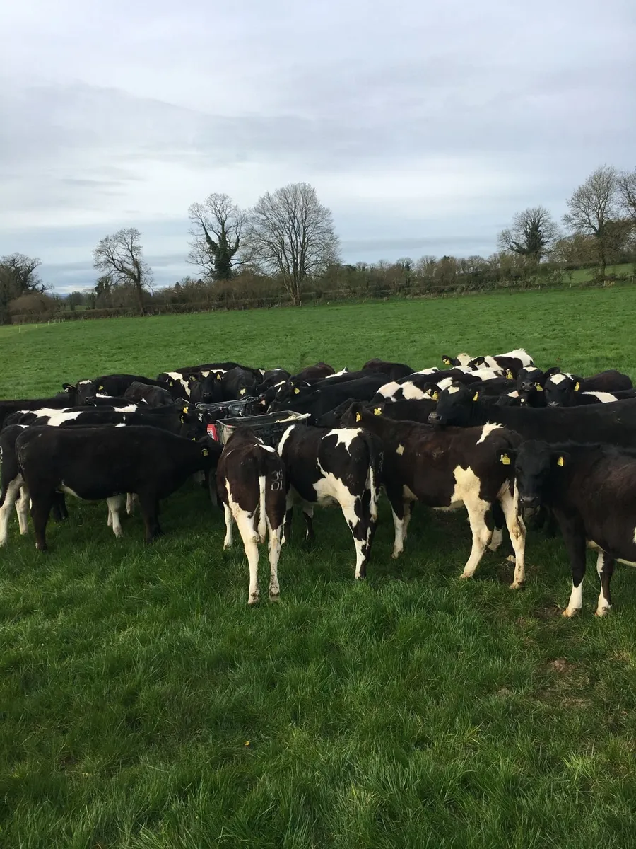 Contract Heifer Rearing - Image 3