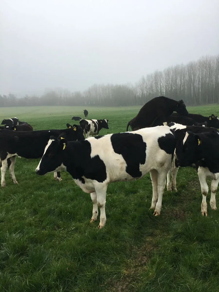 Contract Heifer Rearing - Image 4