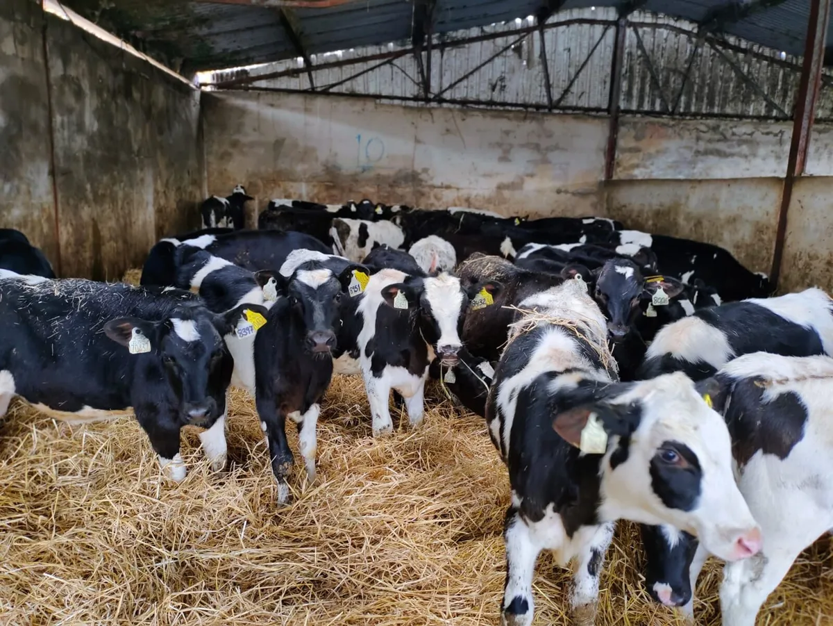 Weaned Friesian Heifer Calves - Image 1