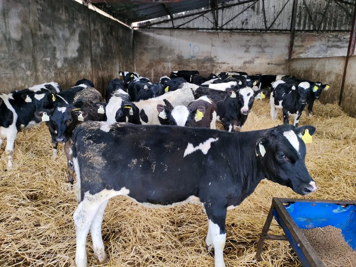 Weaned Friesian Heifer Calves - Image 2