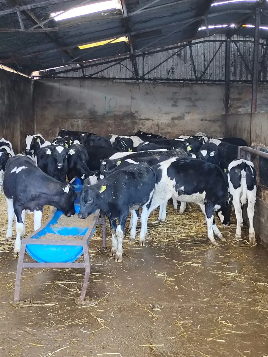 Weaned Friesian Heifer Calves - Image 3
