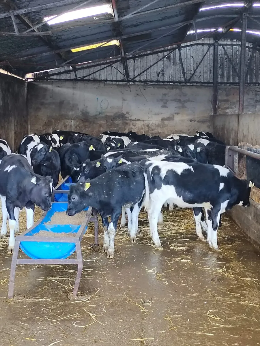 Weaned Friesian Heifer Calves - Image 4