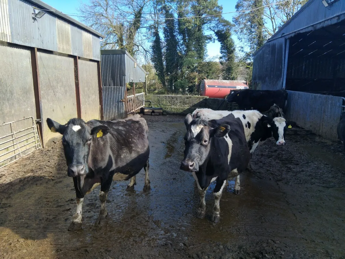 7 incalf cows due shortly - Image 1