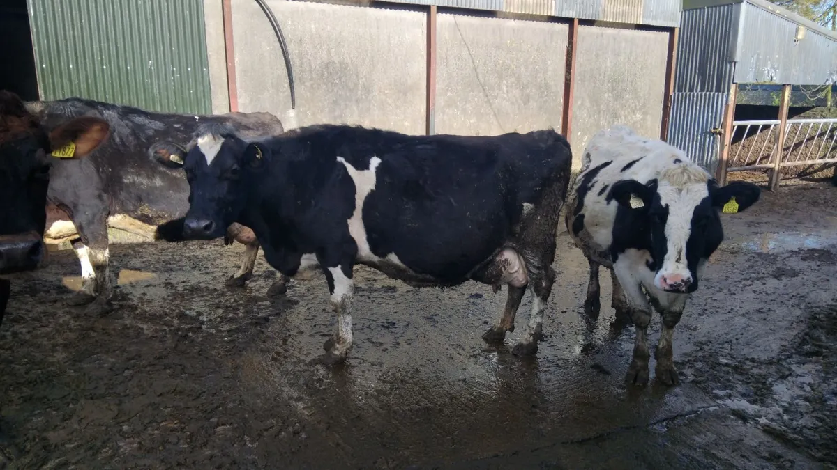 7 incalf cows due shortly - Image 2