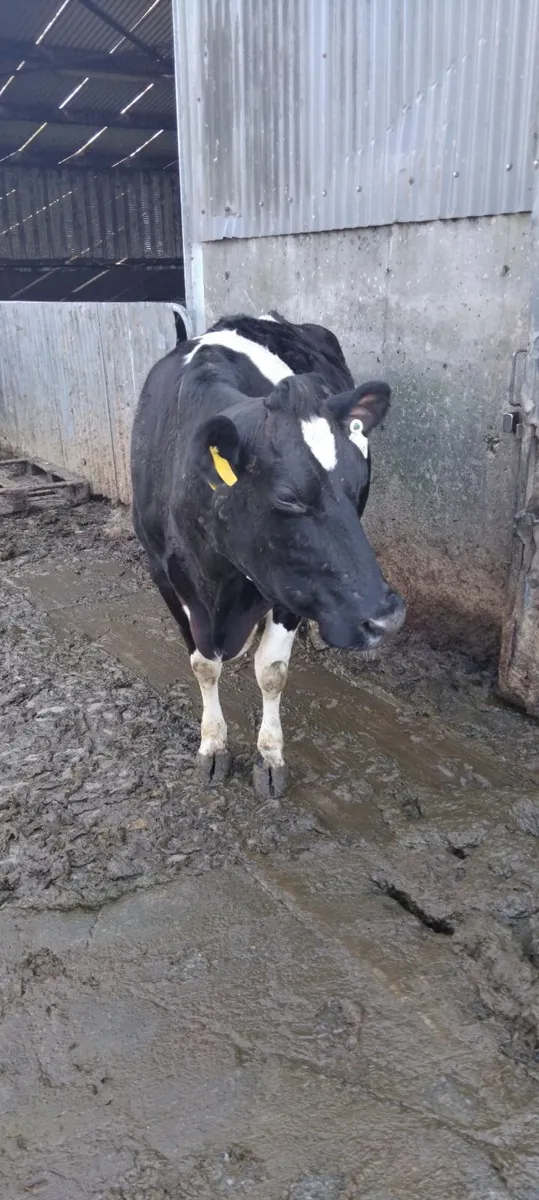 7 incalf cows due shortly - Image 3