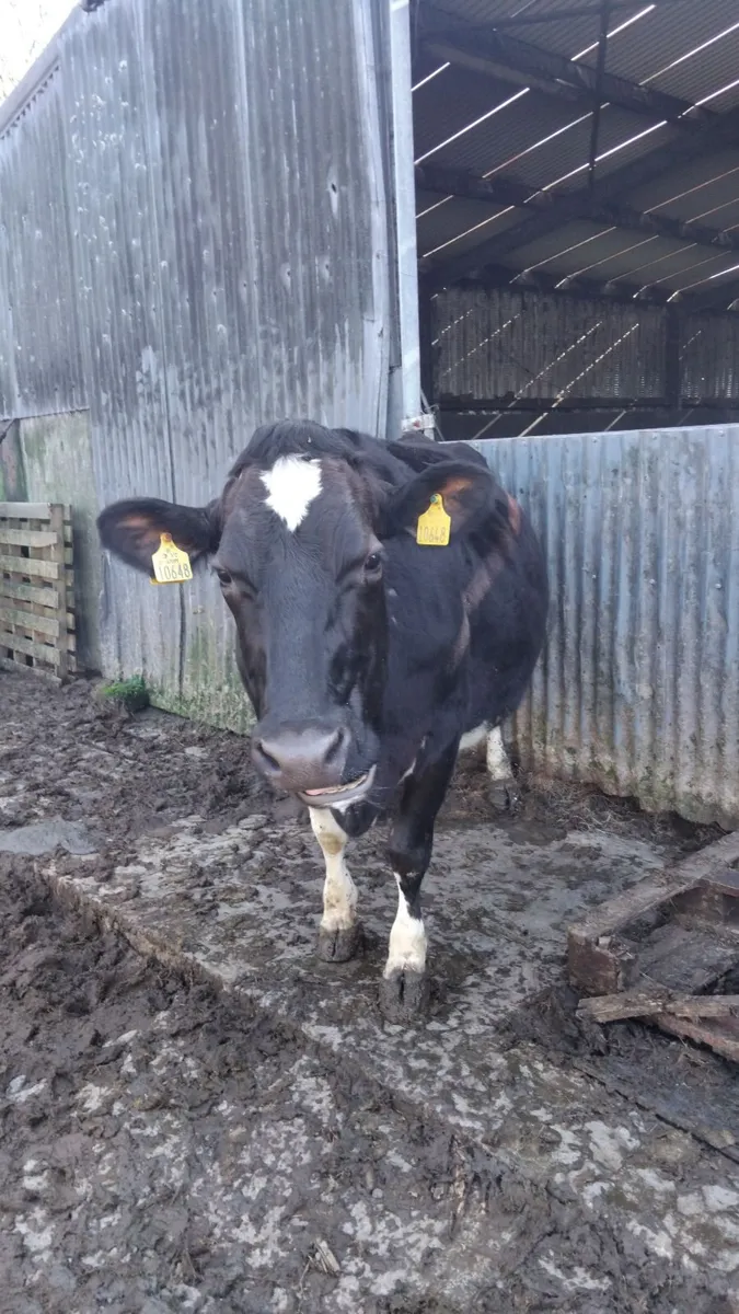 7 incalf cows due shortly - Image 4