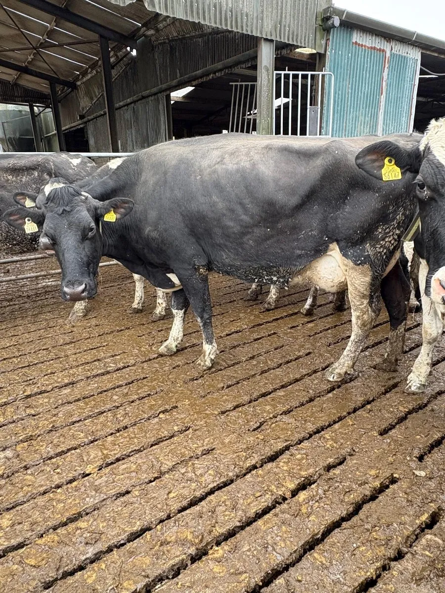 Clearance sale on Friday 20th in New Ross mart - Image 1