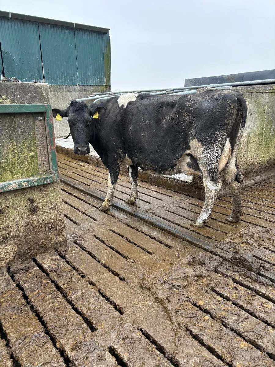 Clearance sale on Friday 20th in New Ross mart - Image 2