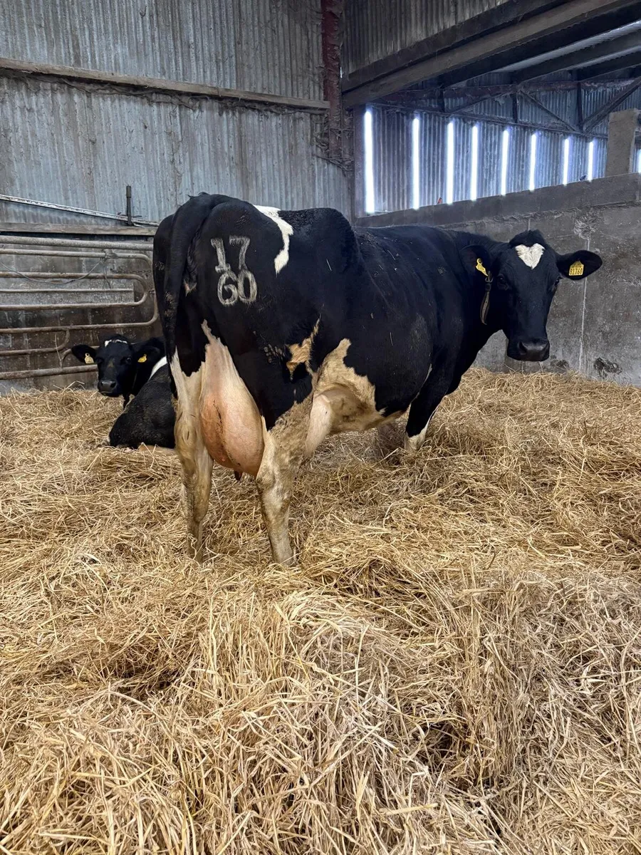 Clearance sale on Friday 20th in New Ross mart - Image 3