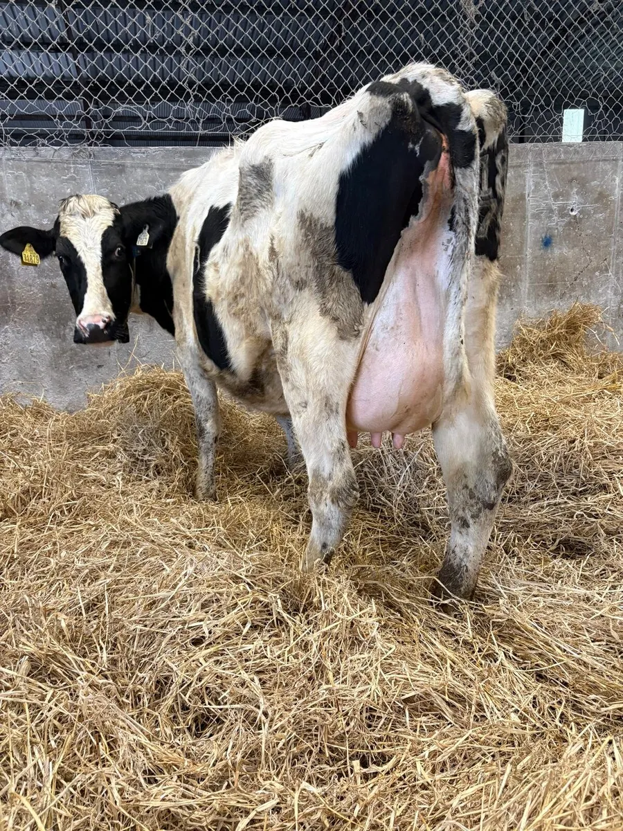 Clearance sale on Friday 20th in New Ross mart - Image 4