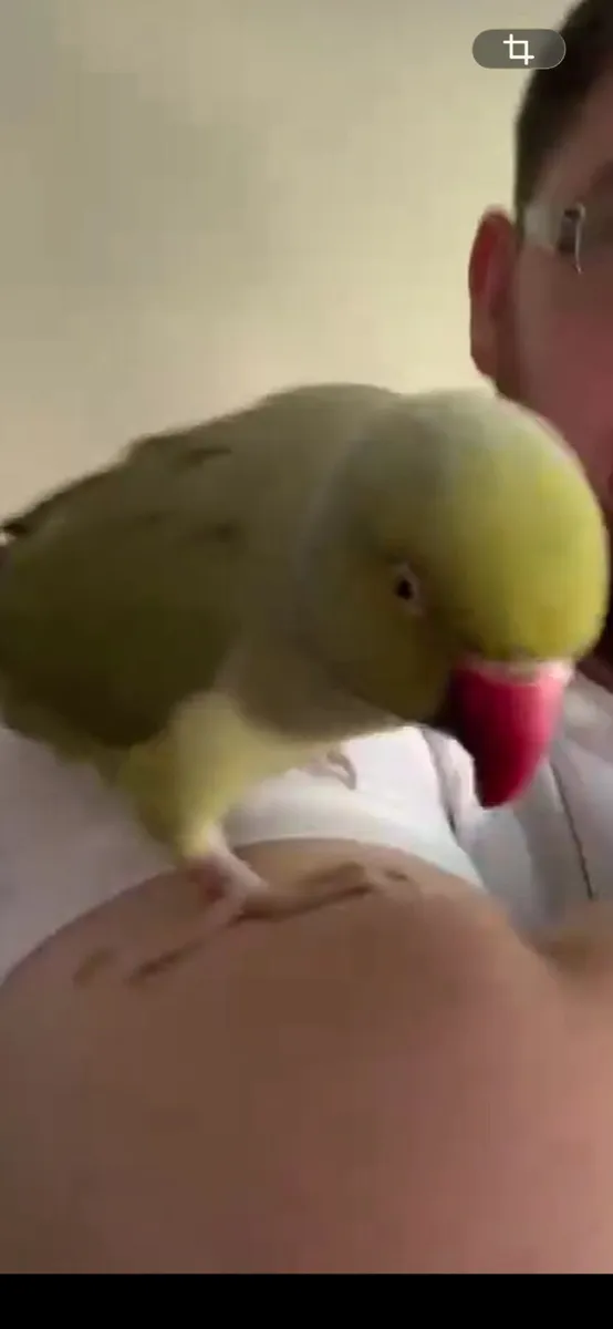 Indian ring neck parrot - Image 1