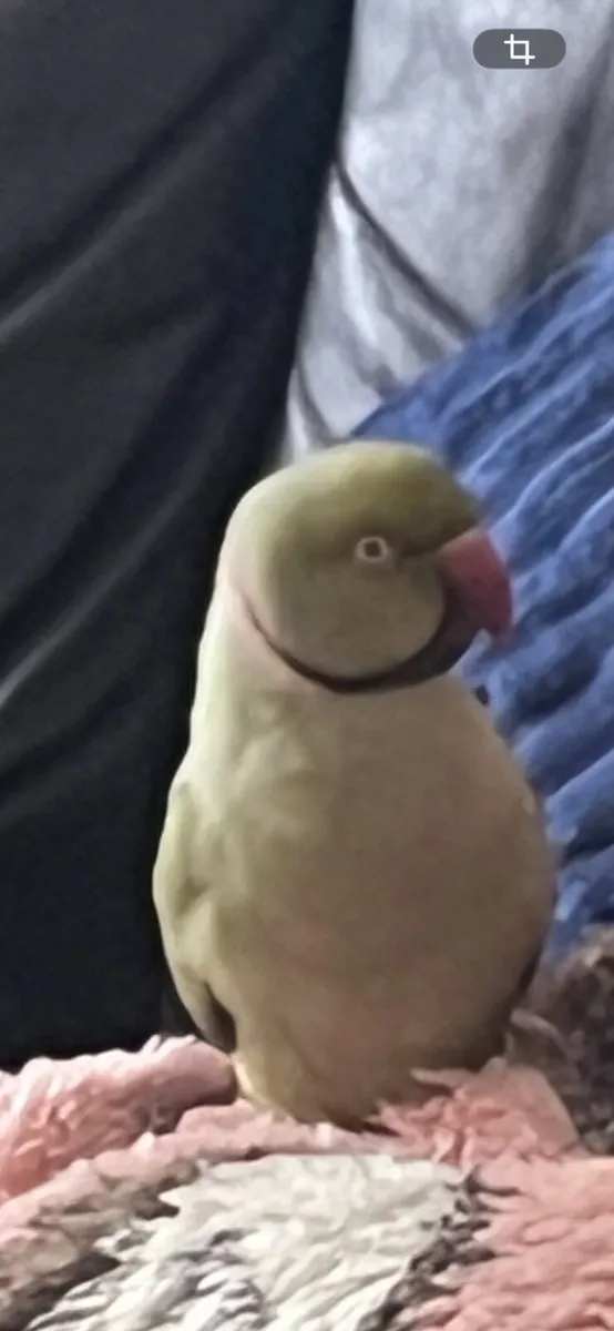 Indian ring neck parrot - Image 4