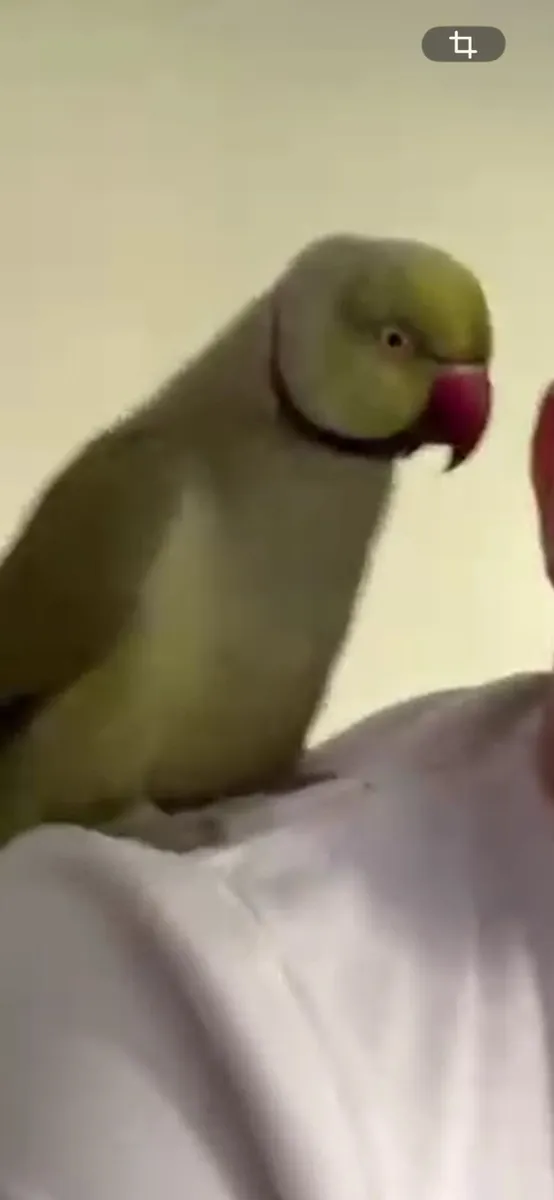 Indian ring neck parrot - Image 2