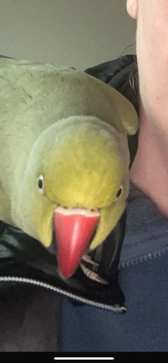 Indian ring neck parrot - Image 3