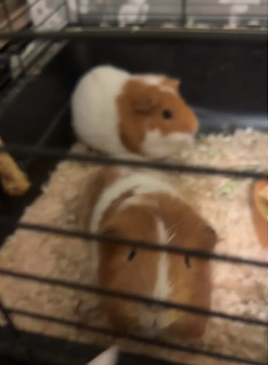 Breeding pair of guinea pigs