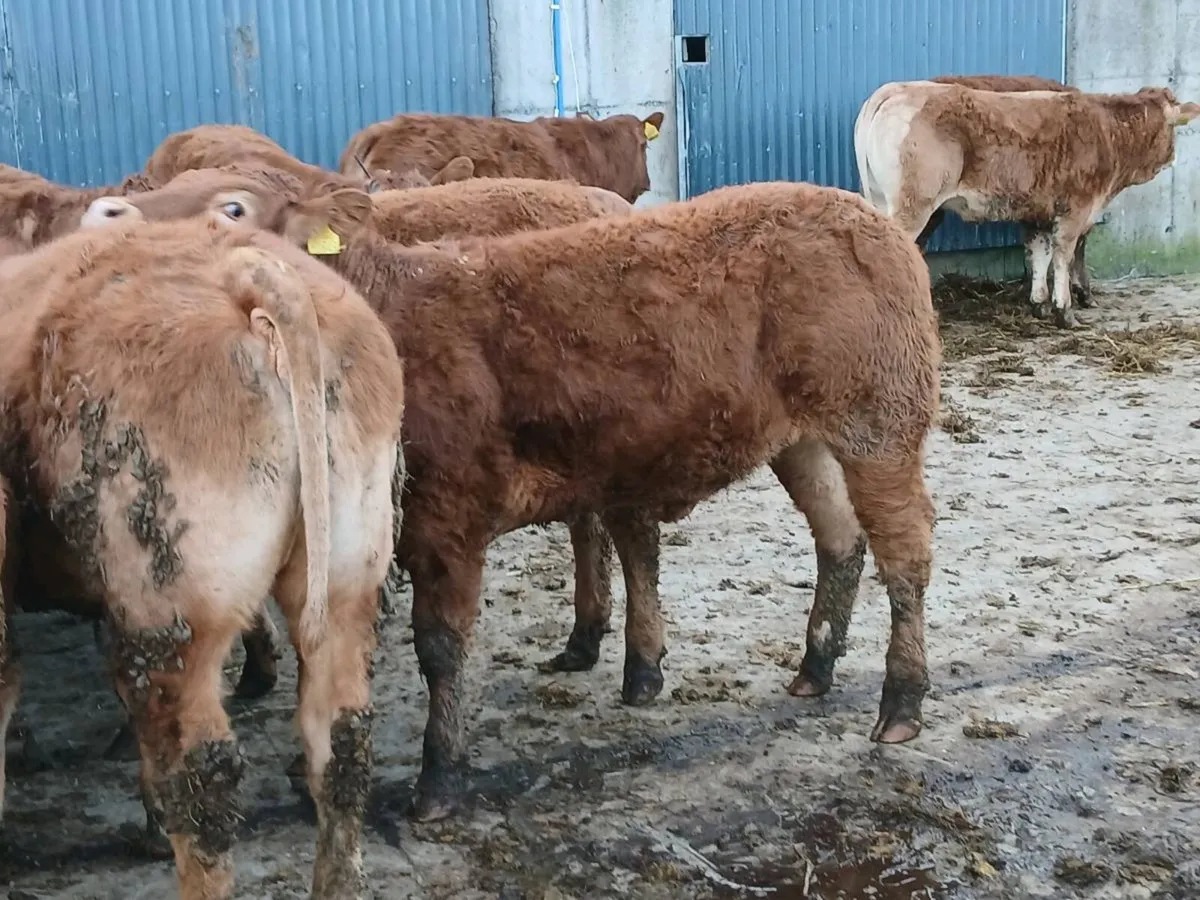 14 smashing LMX Heifer's for sale - Image 2
