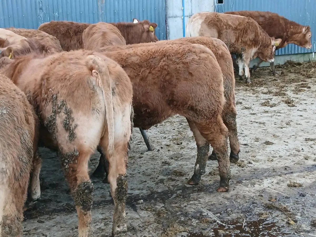 14 smashing LMX Heifer's for sale - Image 3