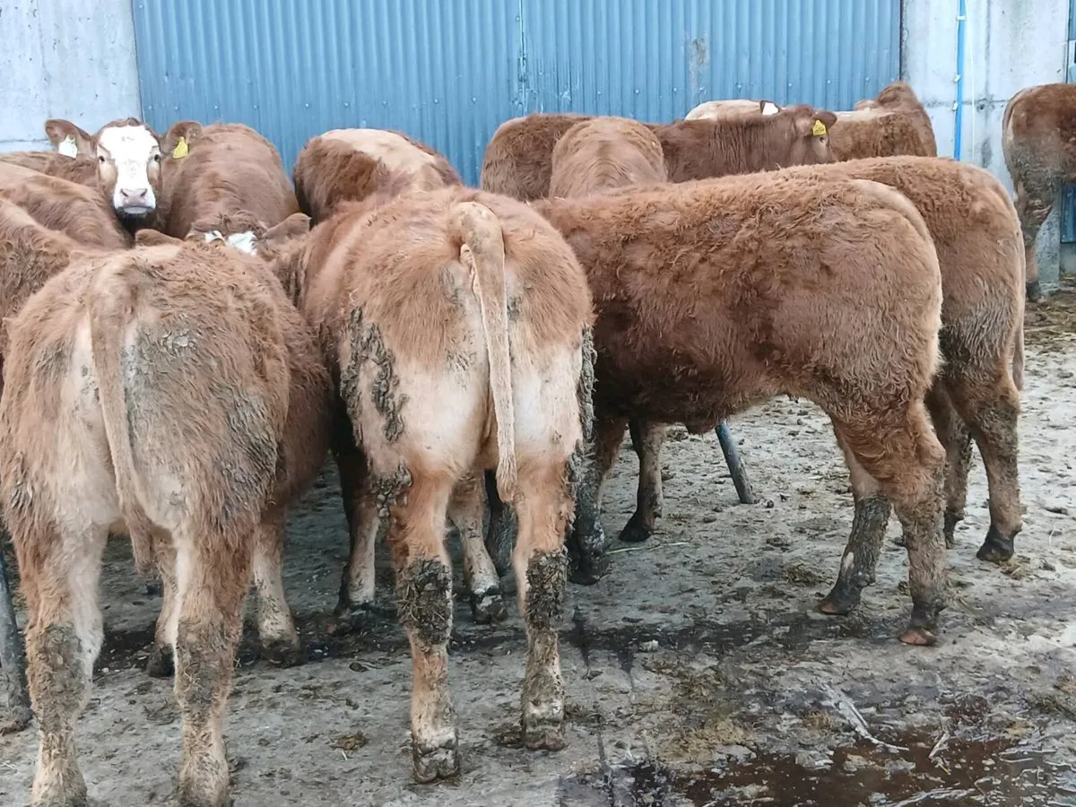 14 smashing LMX Heifer's for sale - Image 4