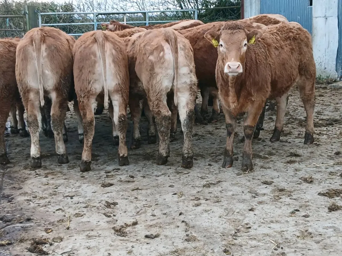 14 smashing LMX Heifer's for sale - Image 1