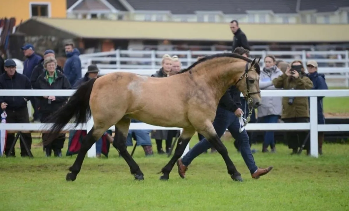 Class 1 Connemara Stallion at Stud - Image 1