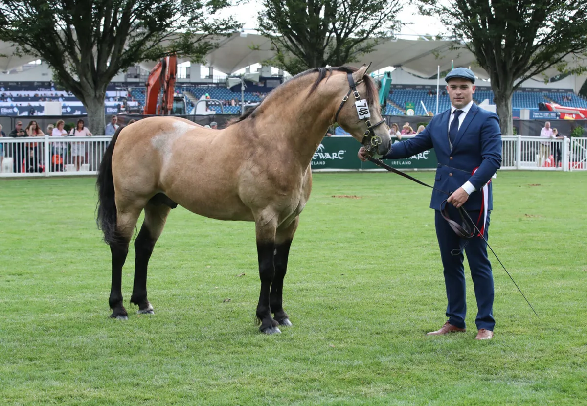 Class 1 Connemara Stallion at Stud - Image 3