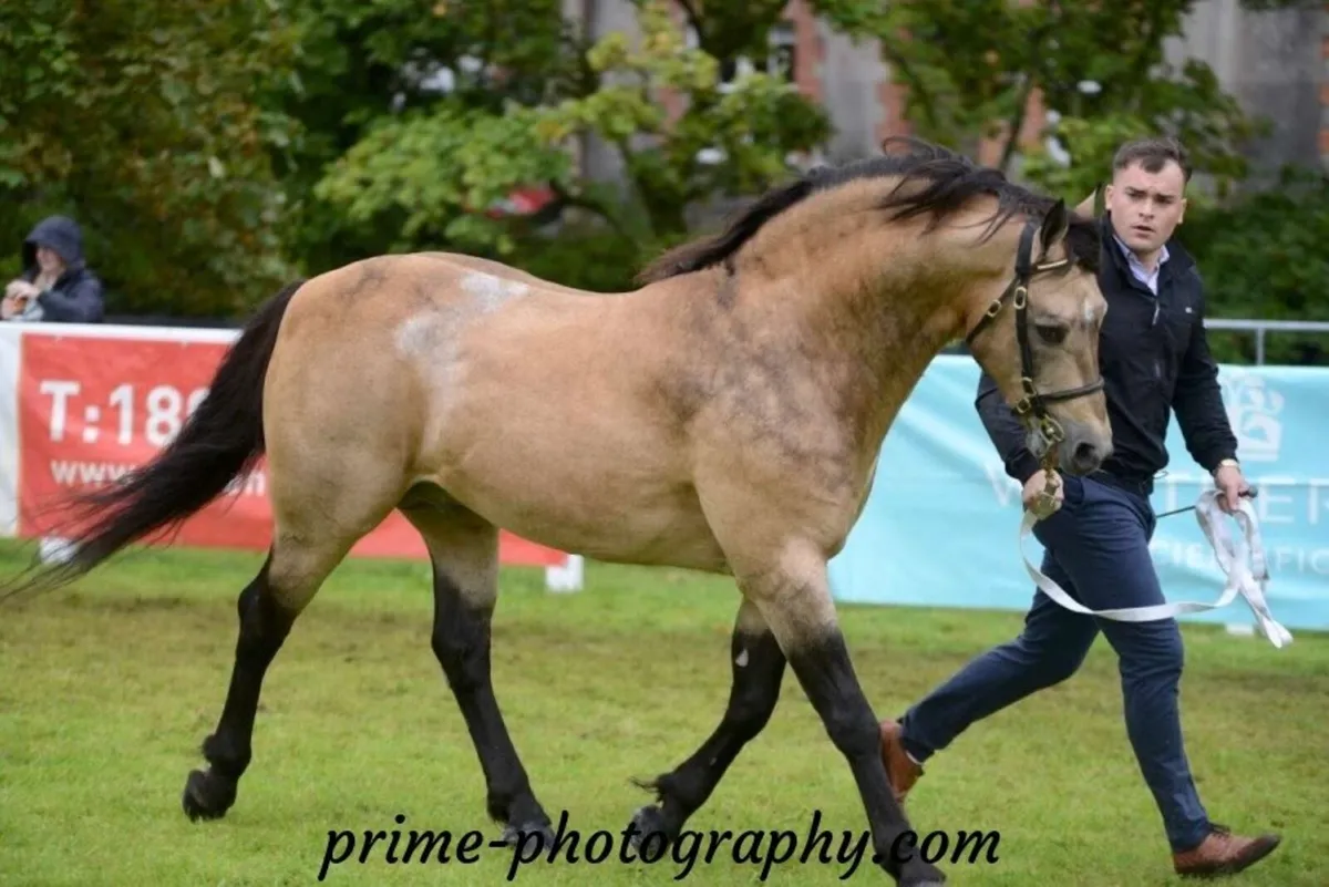 Class 1 Connemara Stallion at Stud - Image 4