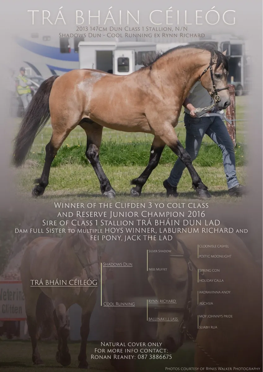 Class 1 Connemara Stallion at Stud - Image 2