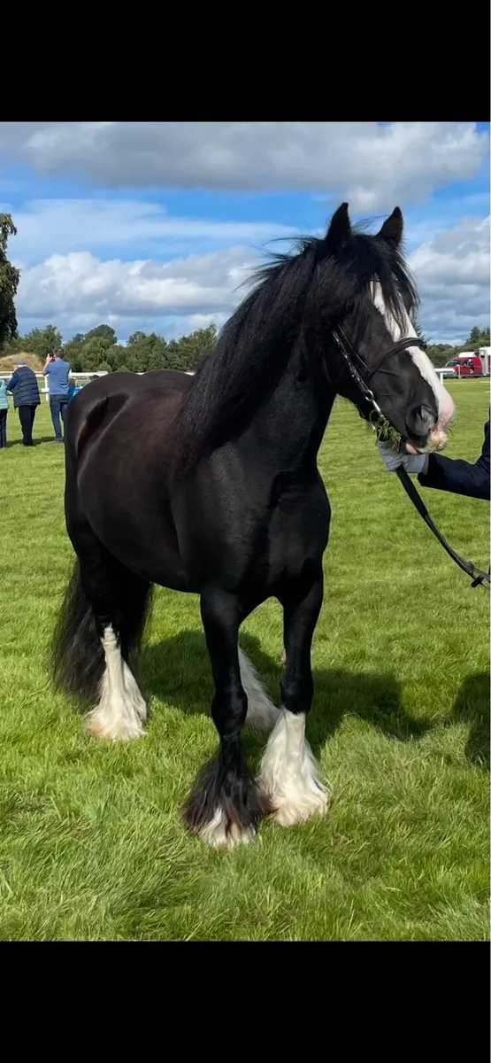 Beautiful Traditional Cob Mare - Image 2