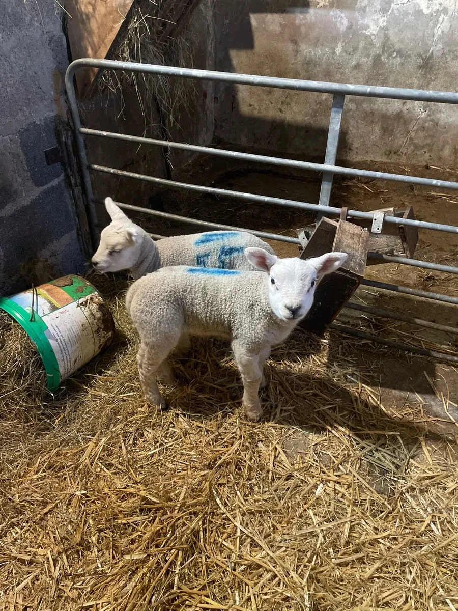 Two 2 weeks old foster Lambs